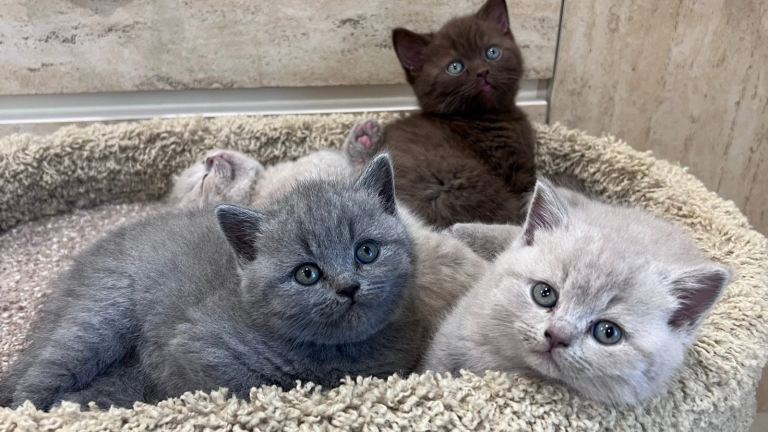 Beautiful GCCF BSH Kittens