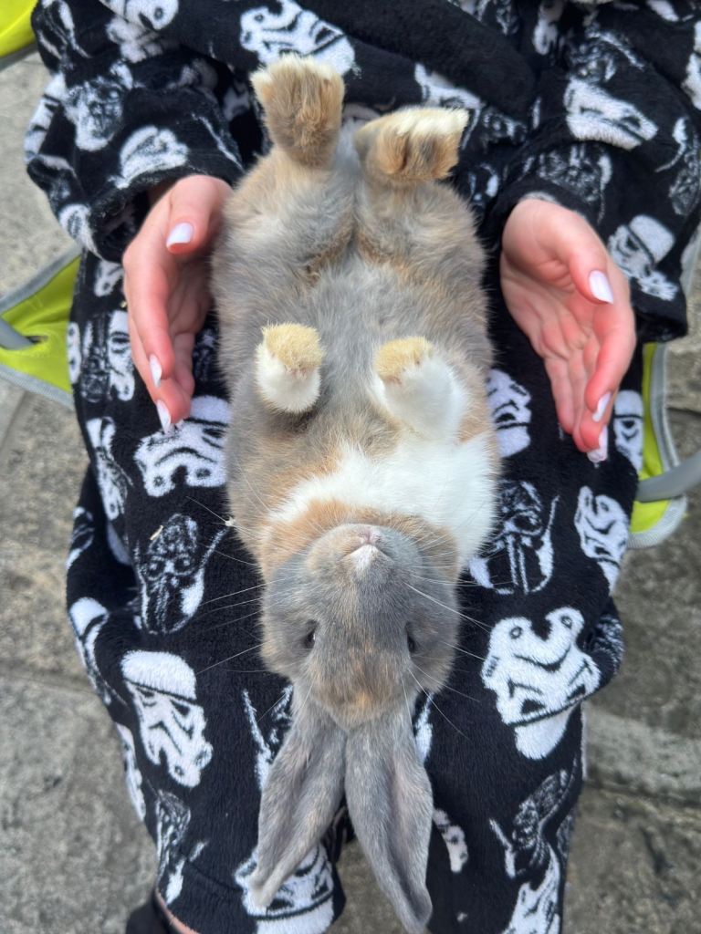 Mini lops mix breed urgent 