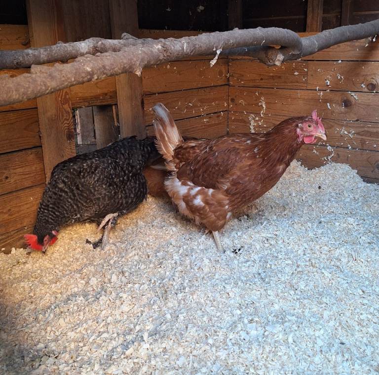 Laying Hens/chickens 2 years old