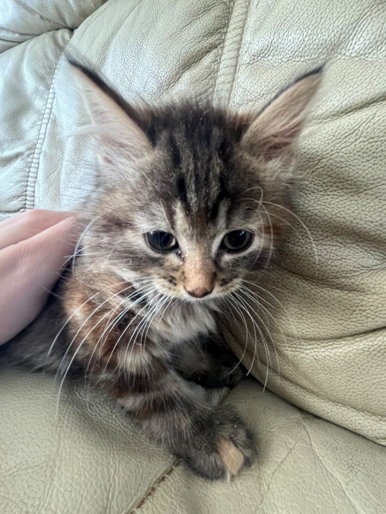 Kittens