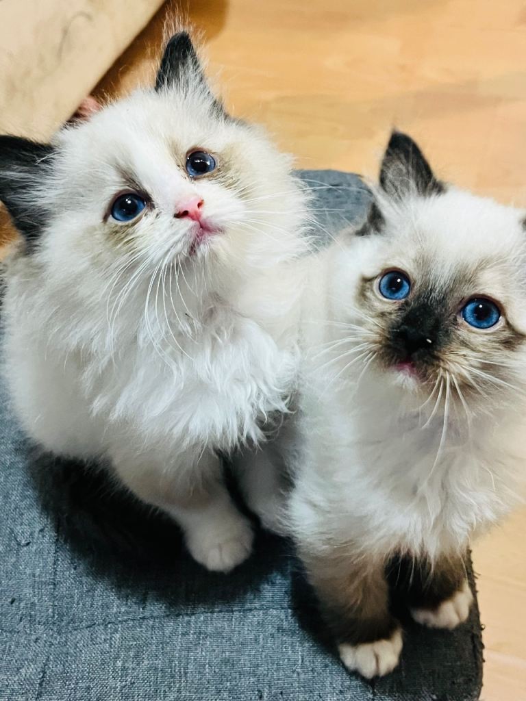 3 male ragdoll kittens 