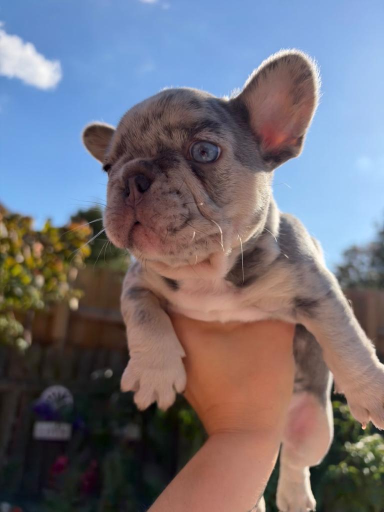French Bulldog Puppies