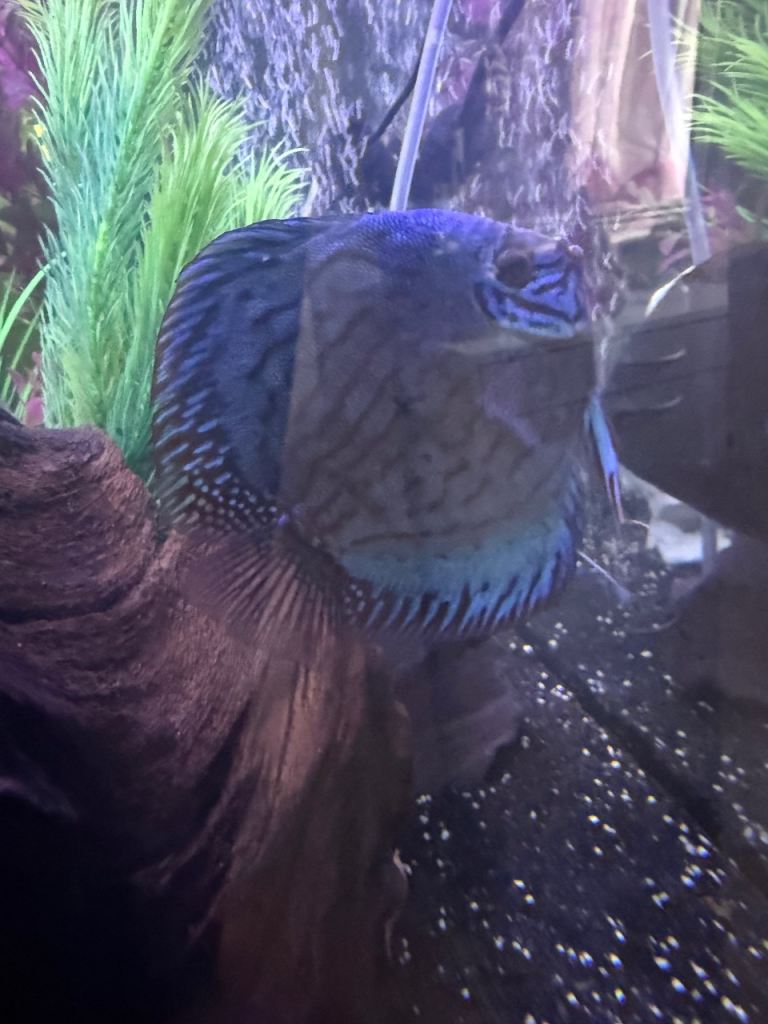 Discus