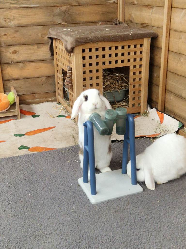Two Mini Lop Rabbits for Sale (spayed and neutred)