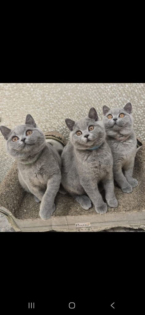 British Short Hair kittens