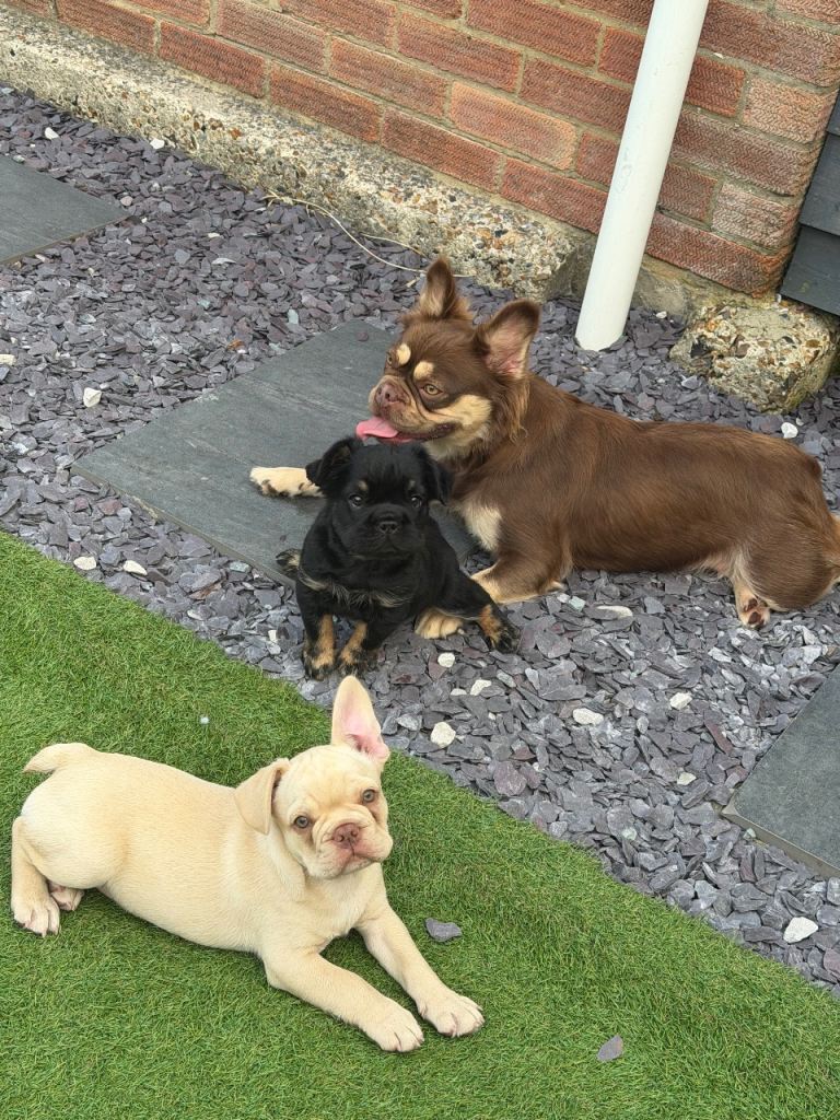 ⭐️ REDUCED ⭐️ French bulldogs ready to leave 