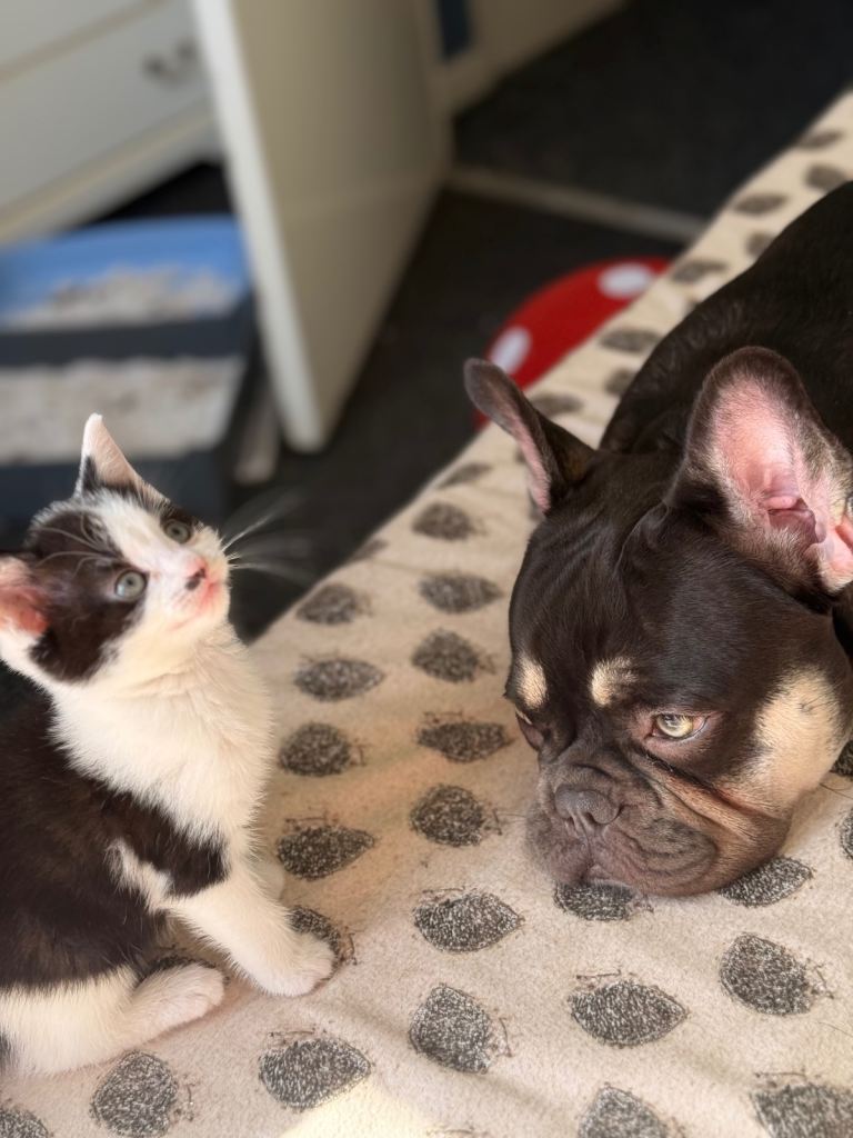 6 beautiful kittens littier😻🥰