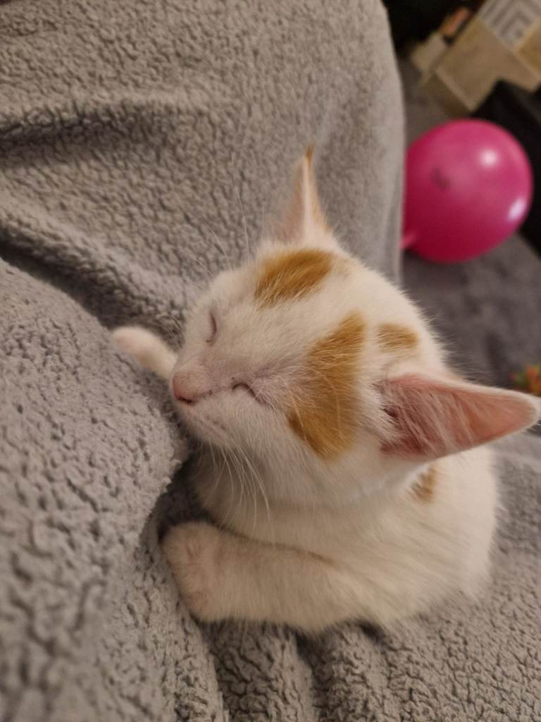 Kitten for sale