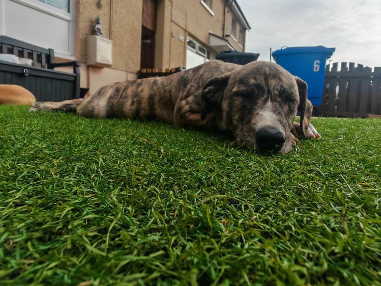 Last girl lurcher ready to go now 