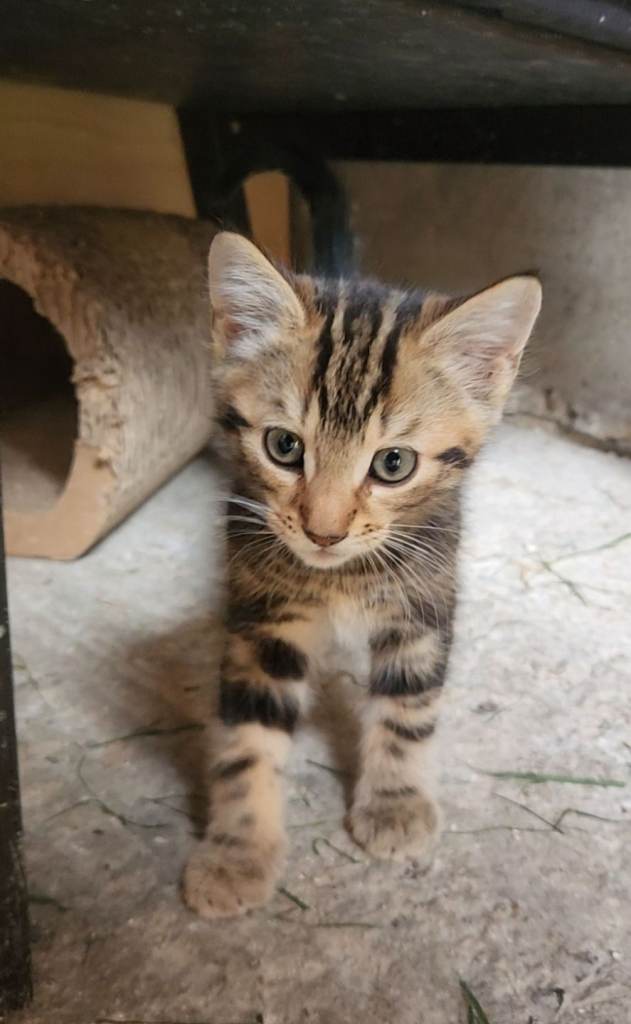 2 female kittens for sale 