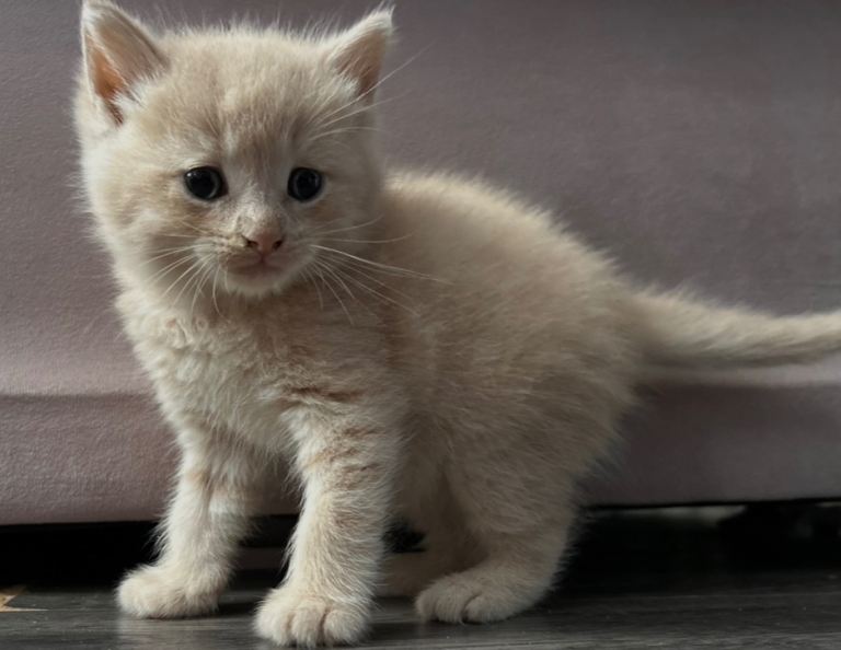 two british shorthair 