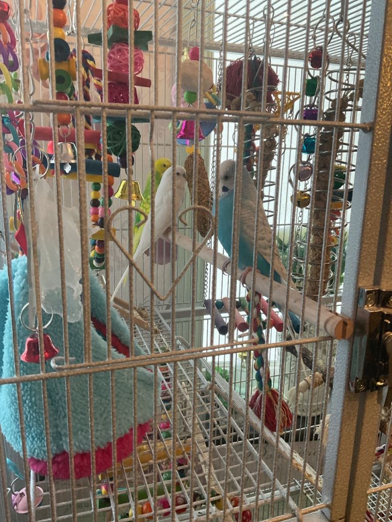 BIRD CAGE WITH 3 GORGEOUS BUDGIES WELL LOOKED AFTER ALWAYS SINGING 