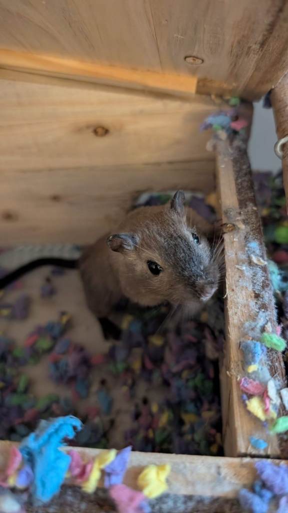 2 male gerbils 