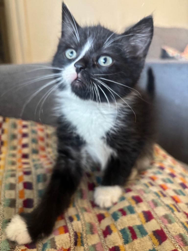 Male and female kittens