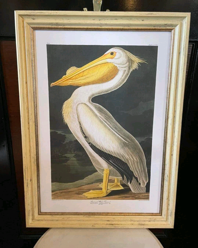 American Pelican Framed Print by John Audubon 