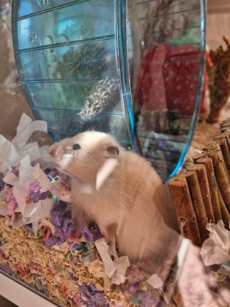 Baby hamster