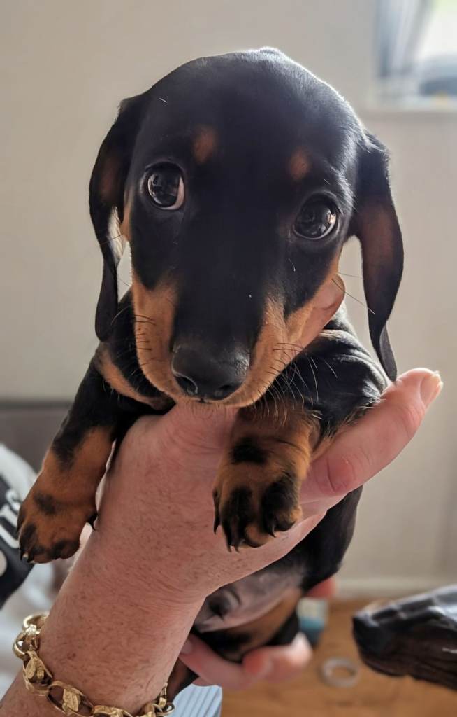 Miniature dashound puppies for sale