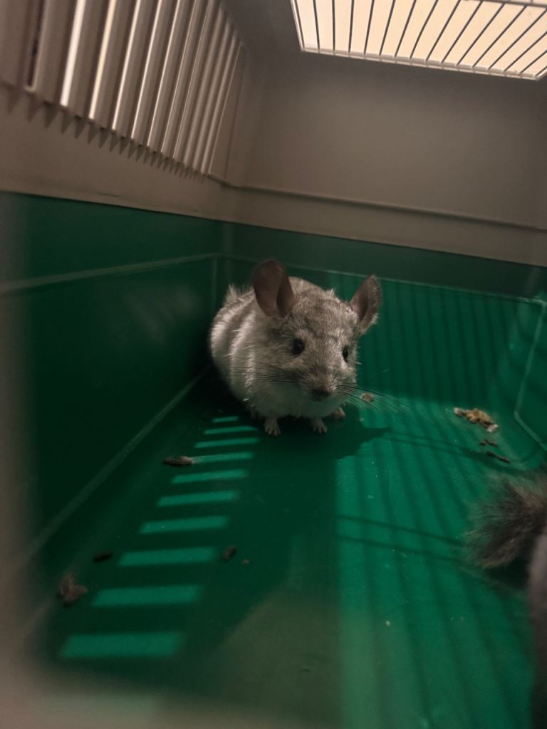 One boy and girl chinchilla, coming together 