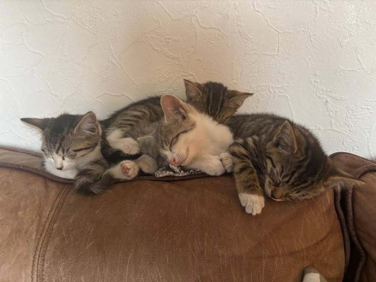 Beautifully marked kittens for sale, ready now :)
