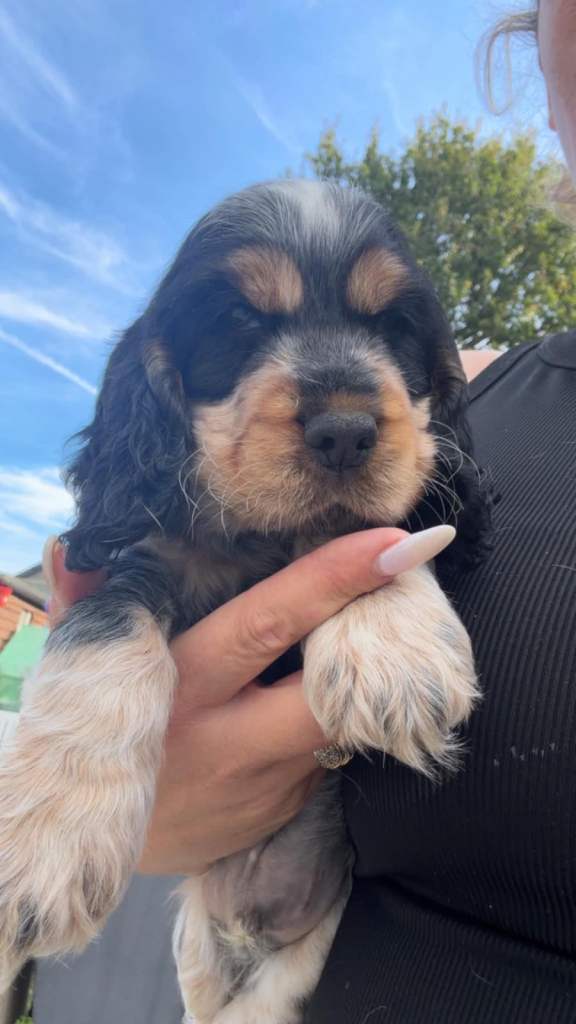 Kc reg Show type cocker spaniel puppies