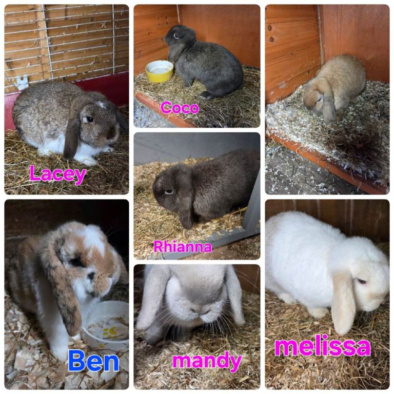 MORE ADDED!! mini lop and mini rex boys and girls available 