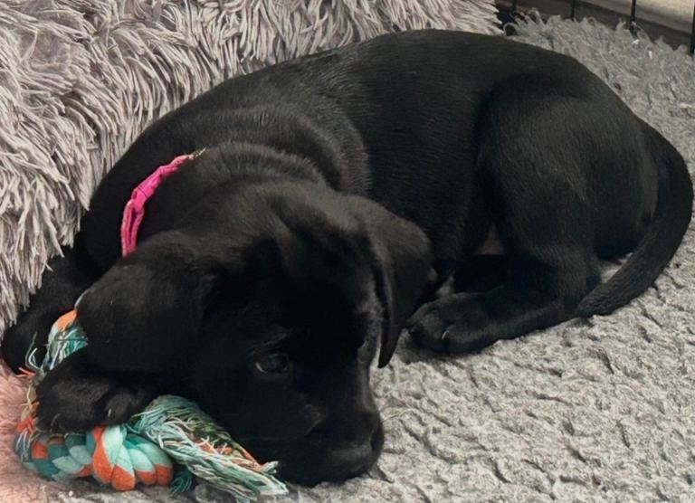 Ready now litter of KC registered Labrador puppies