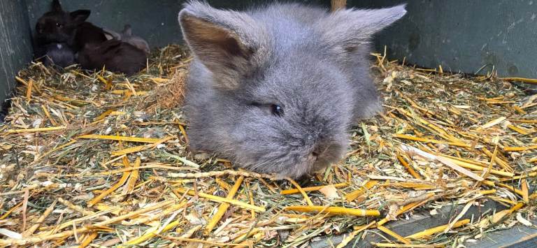 Lionhead babies