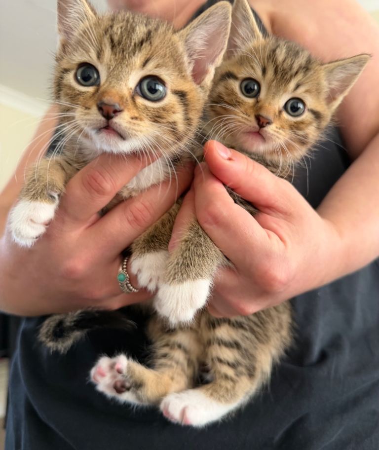 Kittens 