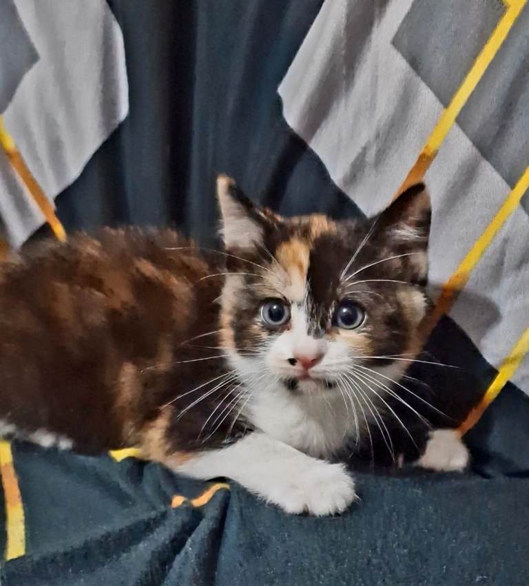 4x multi-colour kittens