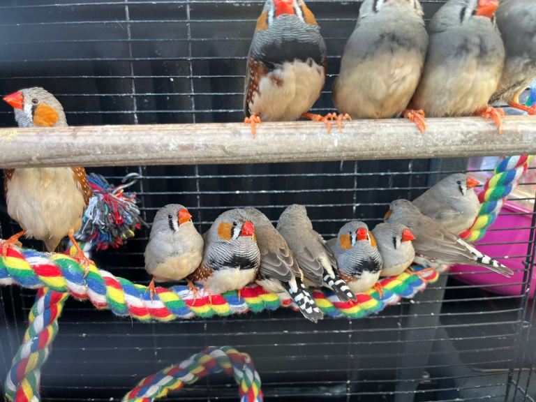 Pairs of zebra finches for sale 