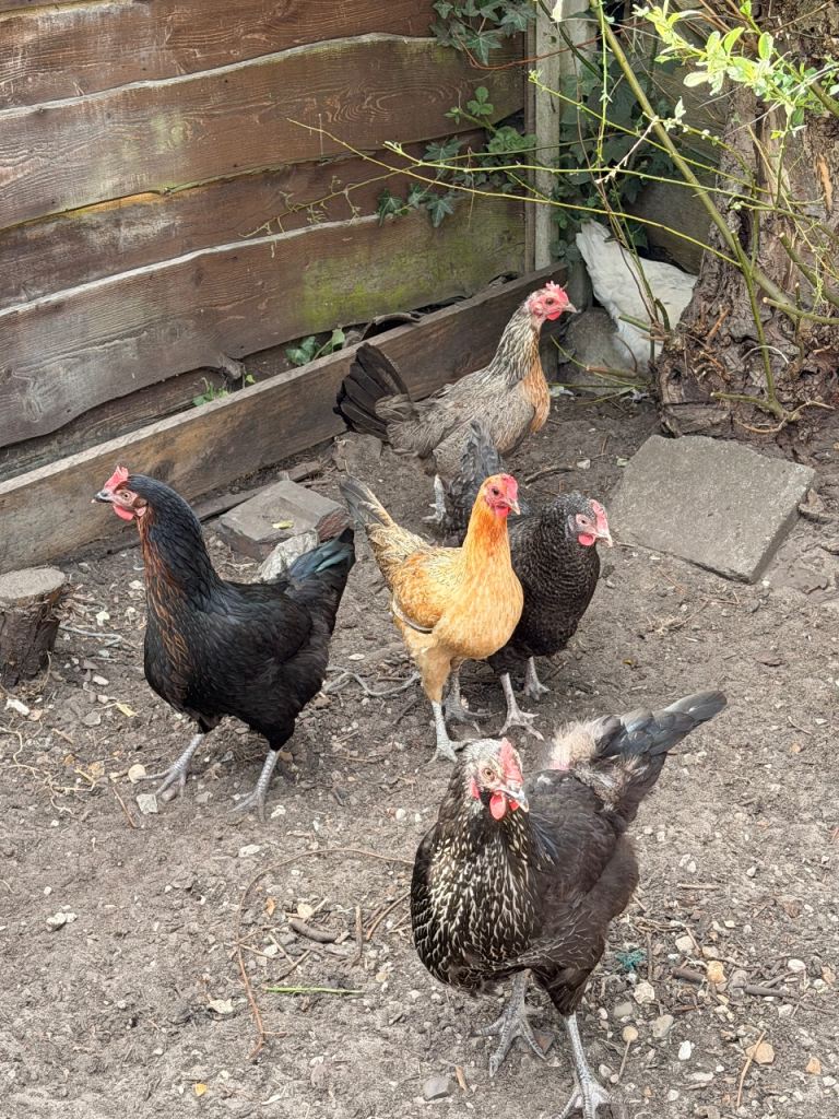 Laying hens