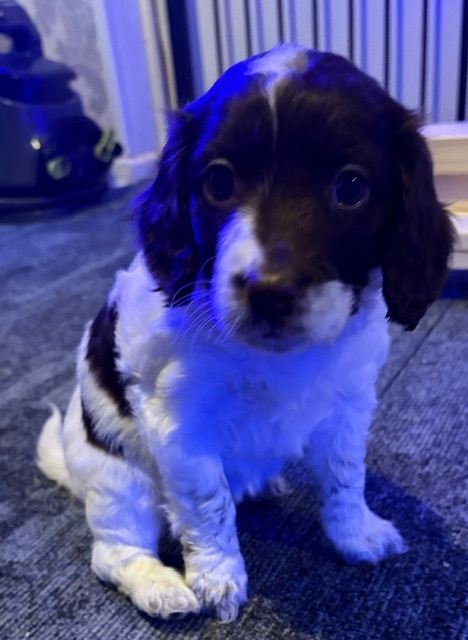 F1b Cockapoo girls (3/4 cocker spaniel)