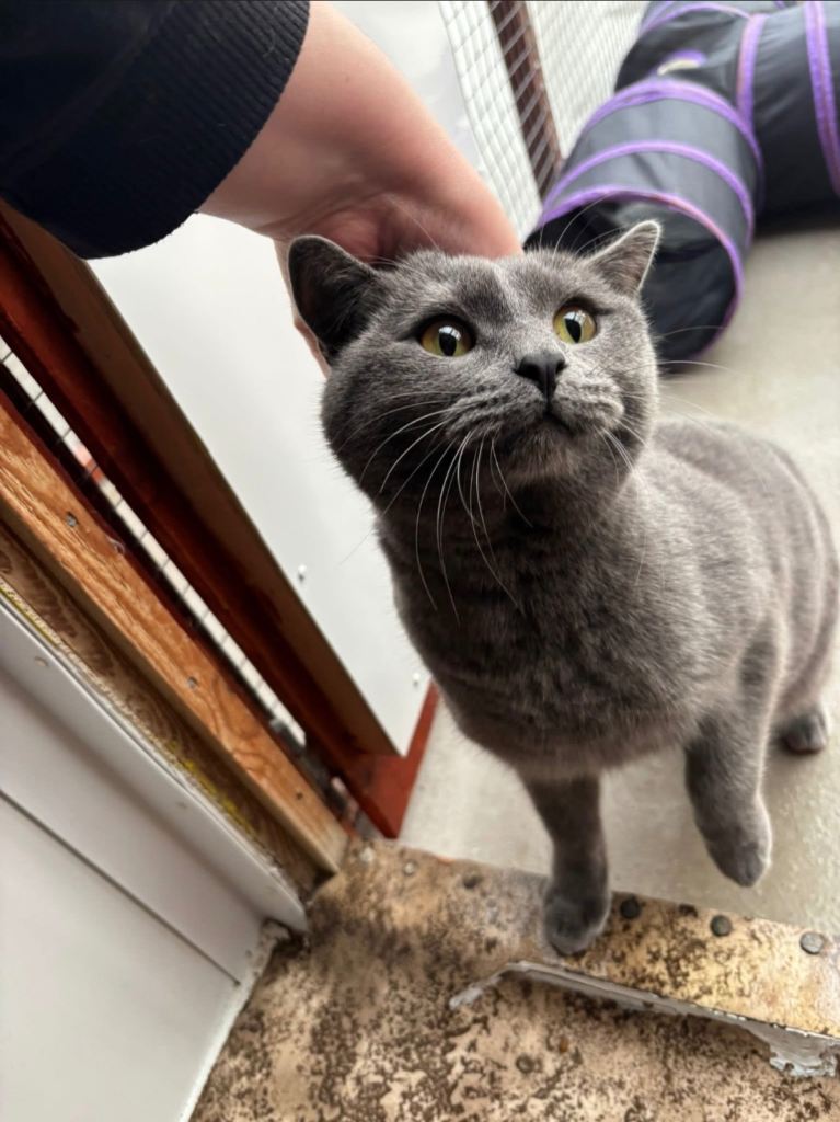 Blue British Short hair Male- Friendly and Affectionate 