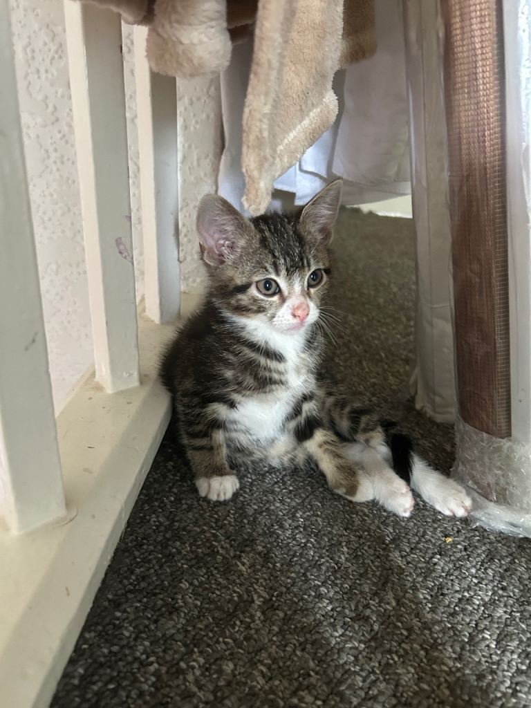 Cat for sale 
