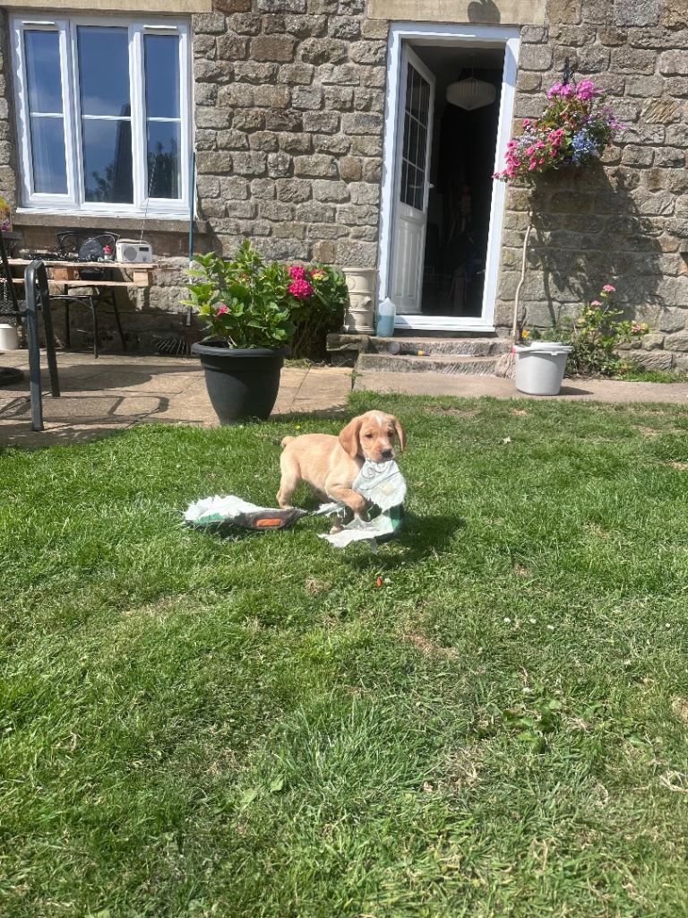 Cocker x Labrador Puppies For Sale