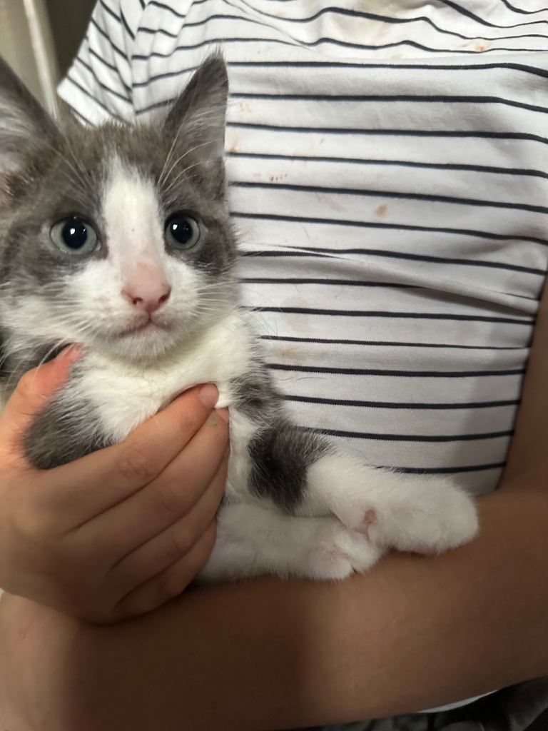 Adorable kittens for sale