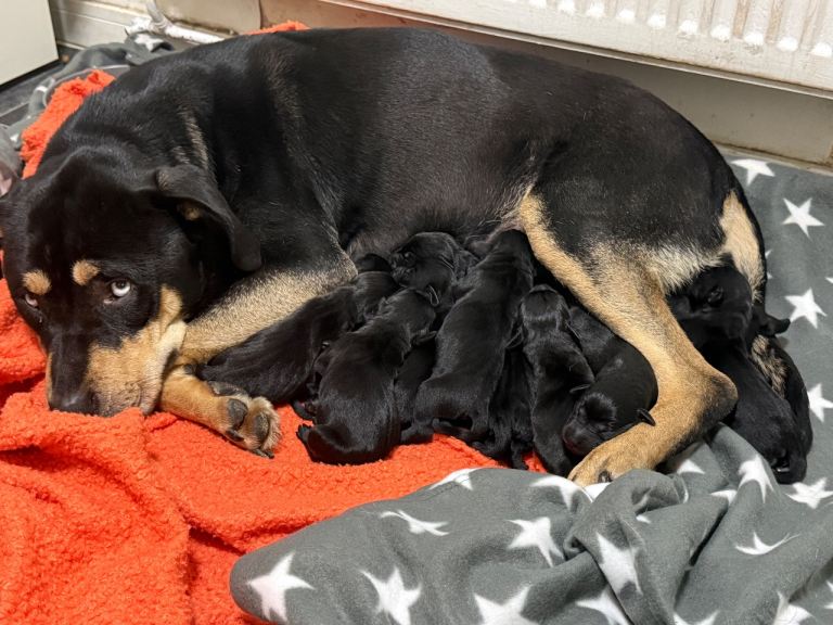 Rottweiler x Labrador puppies 7 girls 6 boys ready 13/03/26