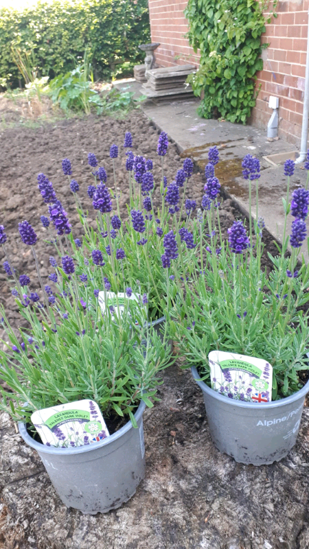 Shell's plants  lavenders 