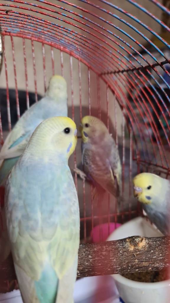some beautiful, colourful budgies available. 