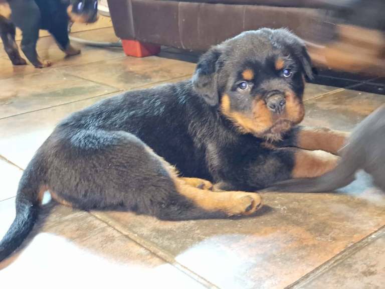 Rottweiler pups