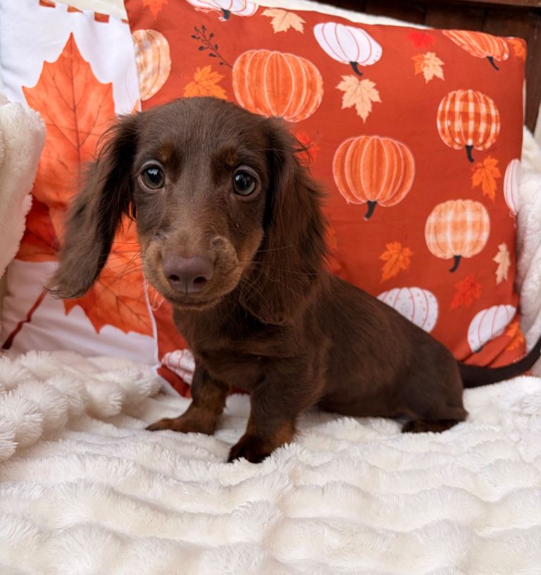 Miniature Long-Haired Dachshund Puppies 