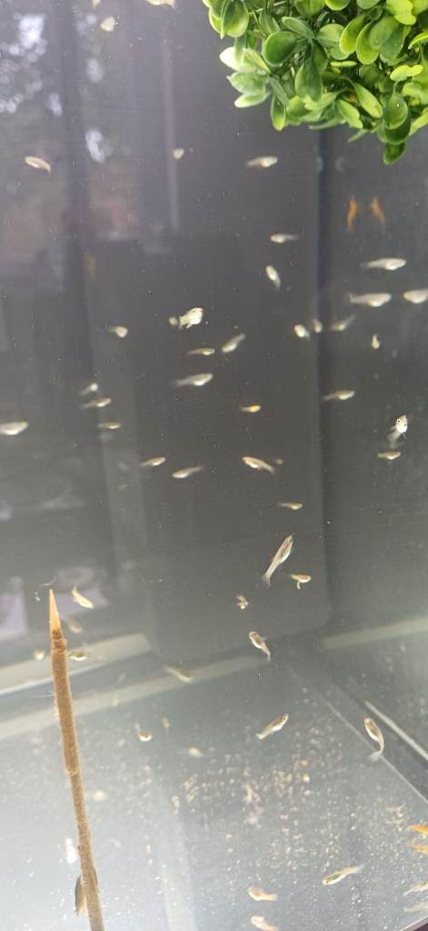 Baby Livebearers 