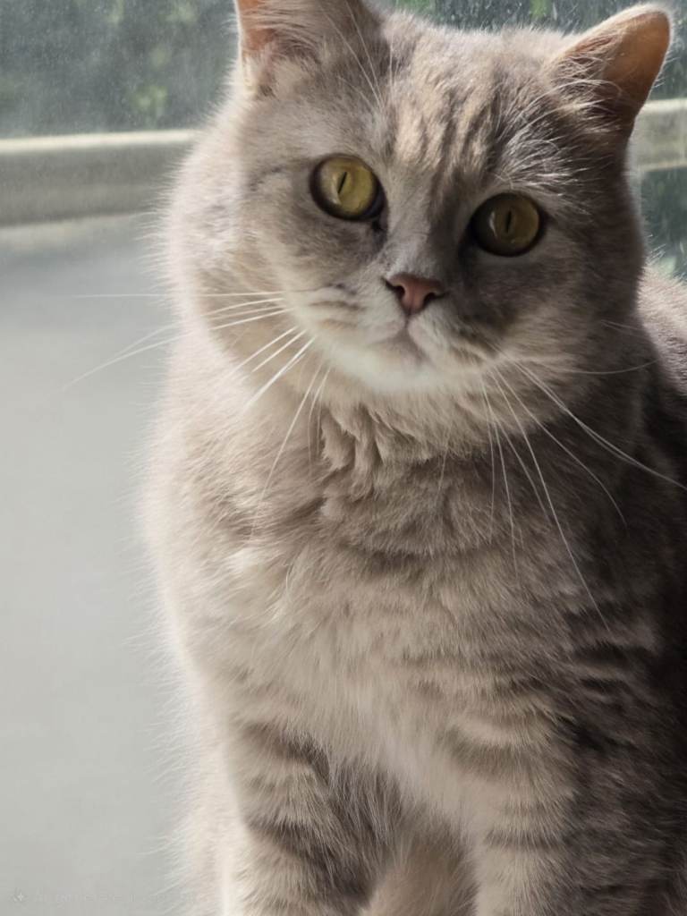 British Shorthair Cat for Sale