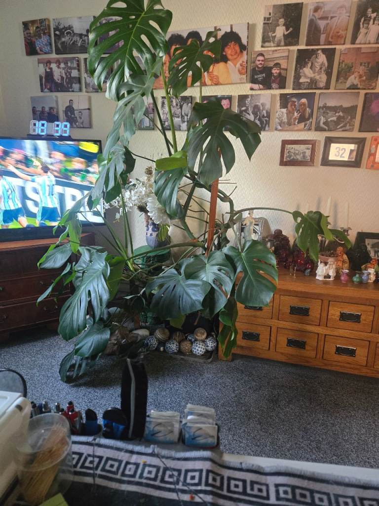 Huge Mature Monstera Deliciosa 6ft Swiss Cheese Plant Large House Plant