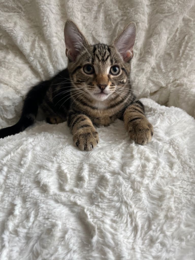 Beautiful Kittens for Sale