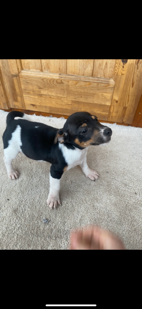 Jack Russell puppy for sale 