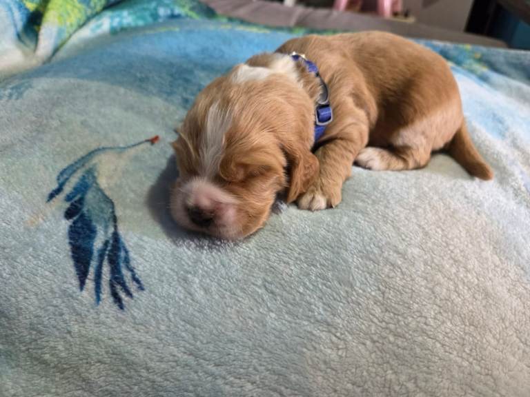 Beautiful Full Cocker Spaniel Pups 