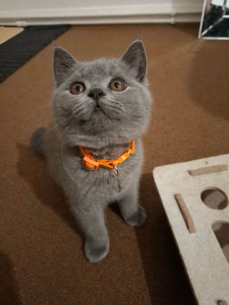 British Shorthair Kittens Looking for Loving Homes