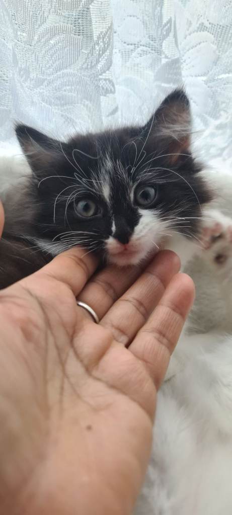 Two Kittens for sale (Female) small pet cage available £25