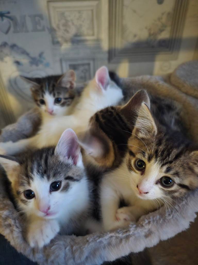 5 Adorable Kittens